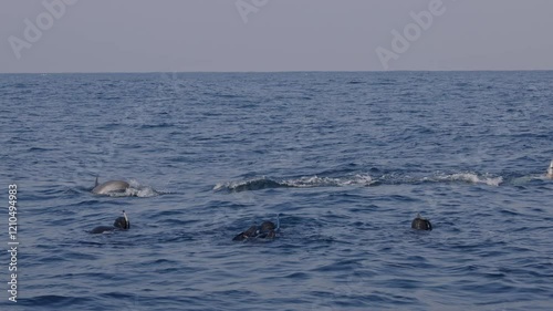 Tourist people swimming together with dolphins jumping in ocean water, amazing snorkeling adventure. Armature freedivers diving in South Africa sea with bottlenose dolphins. Travel amazing concept photo