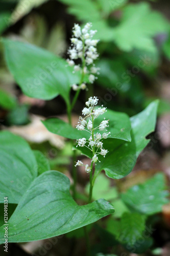 Maianthemum bifolium blooms in the forest in spring photo