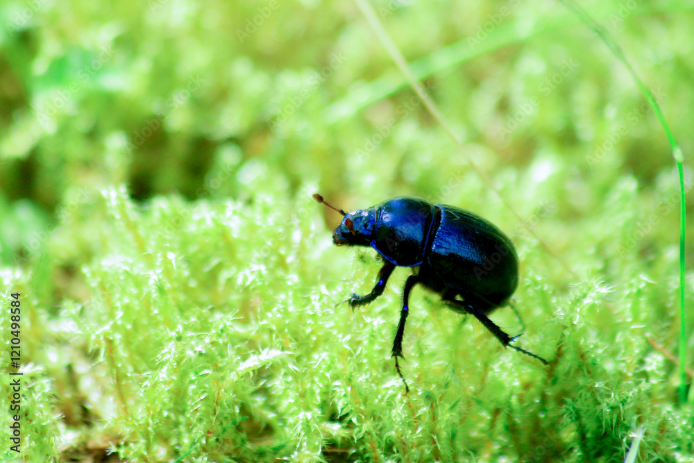 Anoplotrupes stercorosus , forest dung beetle on the bottom over the moss Anoplotrupes stercorosus , forest dung beetle on the bottom over the moss