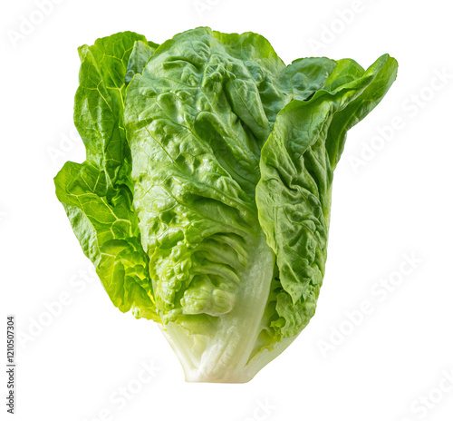 Fresh green lettuce leaf showing its veins on white background