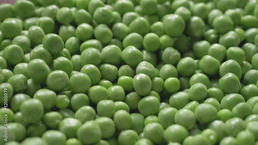 Green peas, newly harvested on farm, with vivid color and soft texture. Rich in vitamins, peas are great for salads, stir-fries, or as nutritious additions to main courses Green peas, newly harvested on farm, with vivid color and soft texture. Rich in vitamins, peas are great for salads, stir-fries, or as nutritious additions to main courses