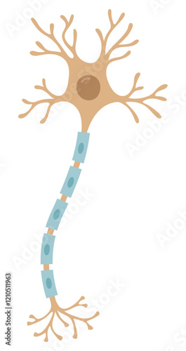 Vector Illustration of neuron cell