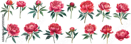 Red watercolor peony flower set. Watercolor peony flower vector illustration isolated on white background.