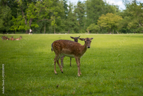 Wallpaper Mural young shy fallow deer playing in the green meadow Torontodigital.ca