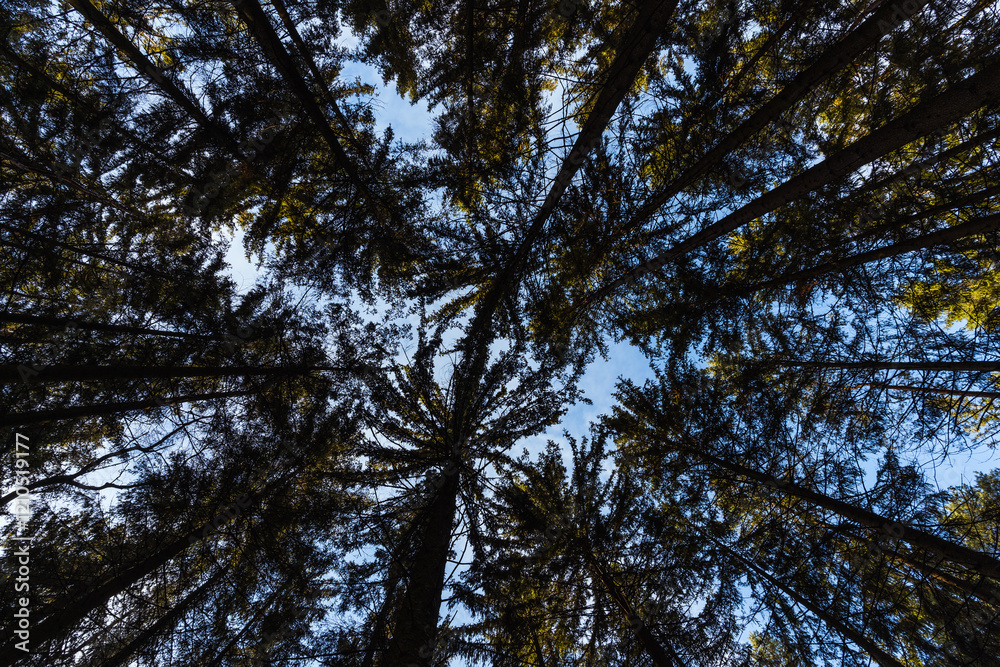 upwards view of treetops in forest upwards view of treetops in forest