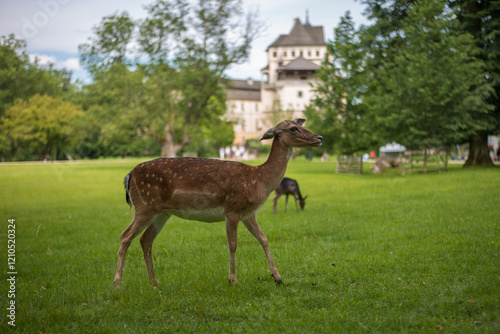 Wallpaper Mural young shy fallow deer playing in the green meadow Torontodigital.ca