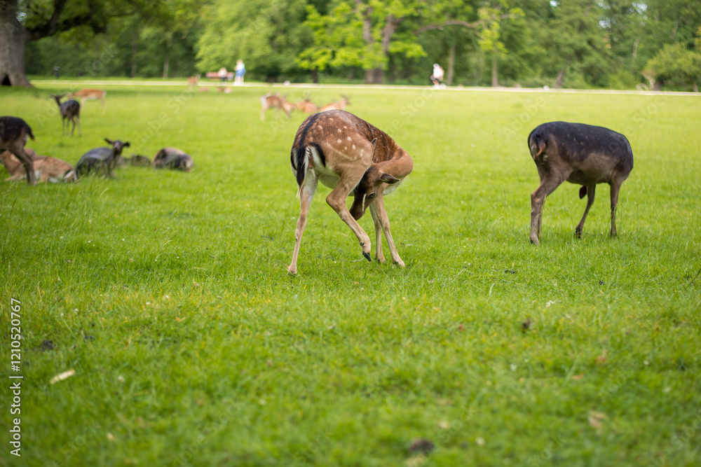 young shy fallow deer playing in the green meadow young shy fallow deer playing in the green meadow