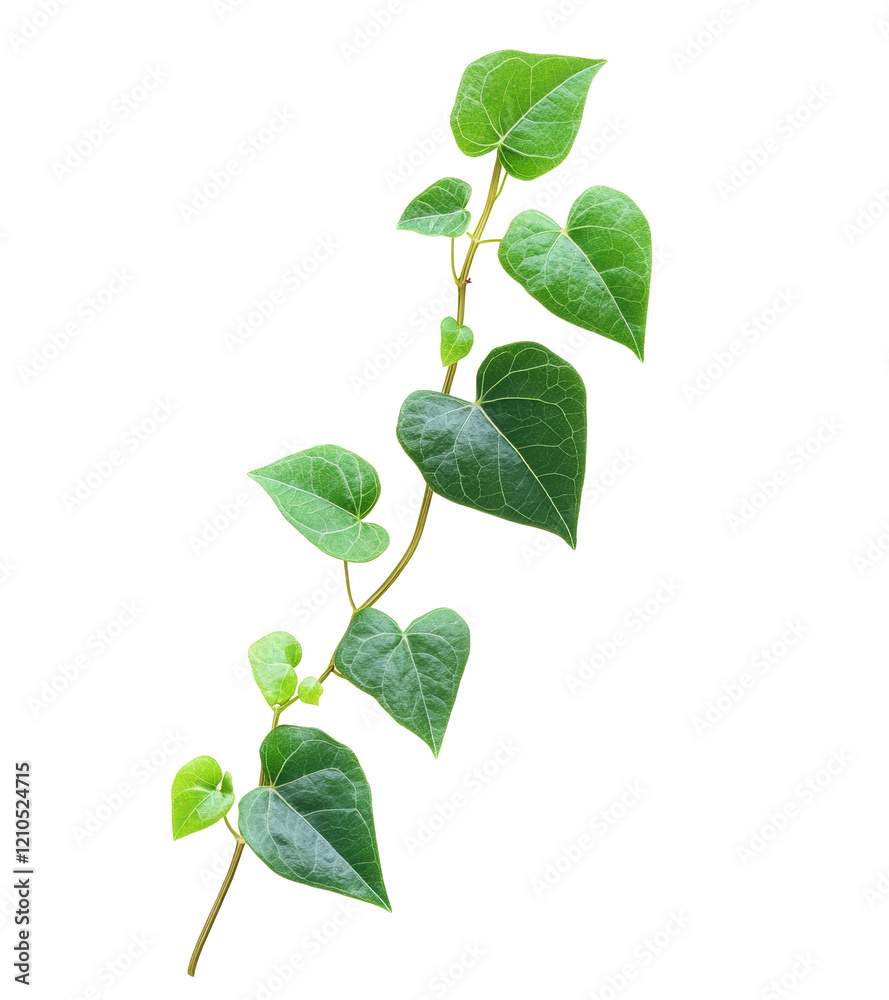 Isolated Green heart-shaped leaves vine Isolated Green heart-shaped leaves vine