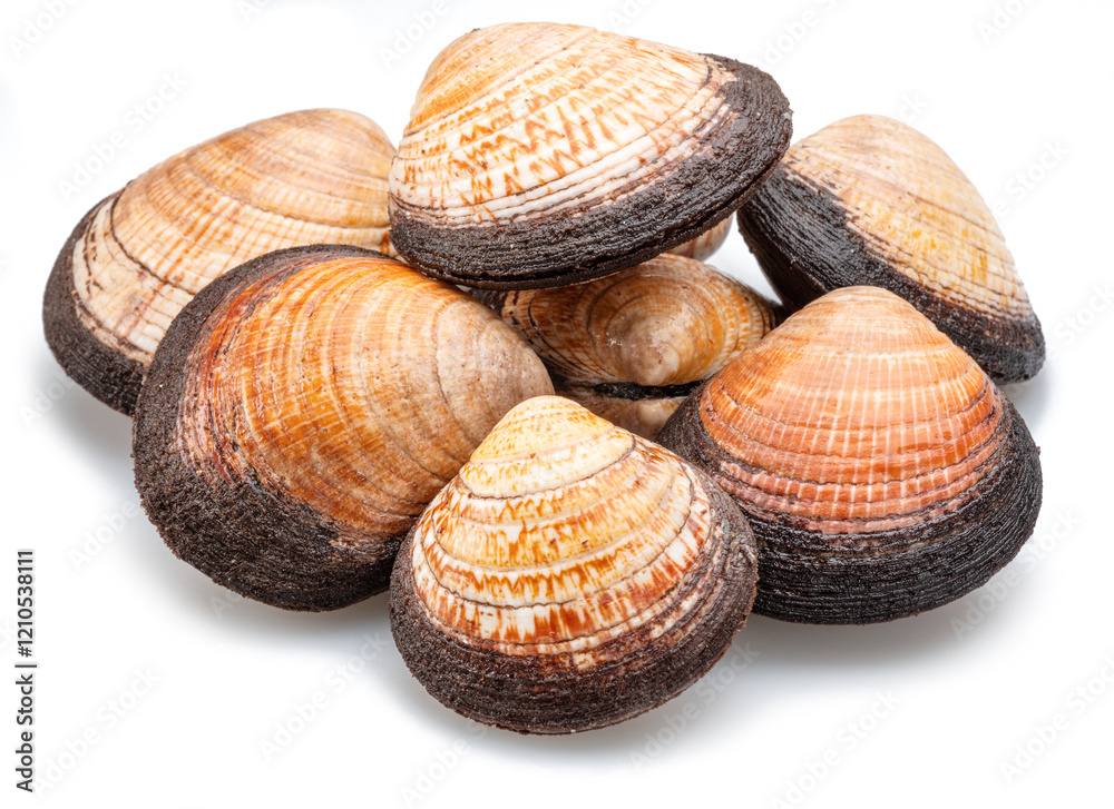 Edible raw hard clams isolated on white background. Delicacy food. Edible raw hard clams isolated on white background. Delicacy food.