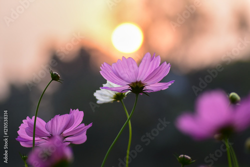 Vibrant cosmos flowers dancing in the sunlight, A burst of color and serenity. Their delicate petals and bright hues create a picturesque and tranquil haven of natural beauty