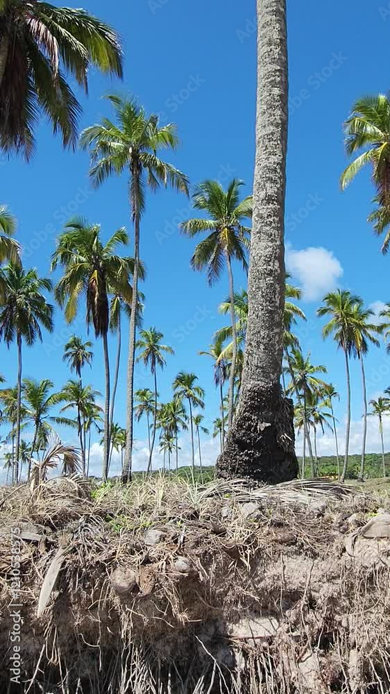 Itapuama beach, Cabo de Santo Agostinho PE BRAZIL