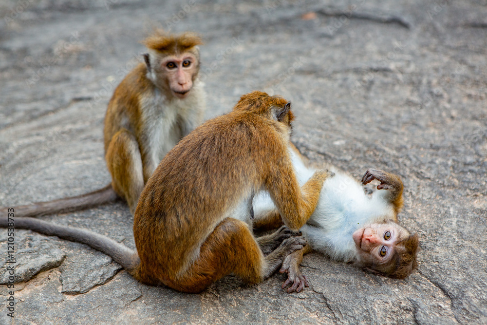 Naklejka premium wild nature with monkey in the jungle of sri lanka