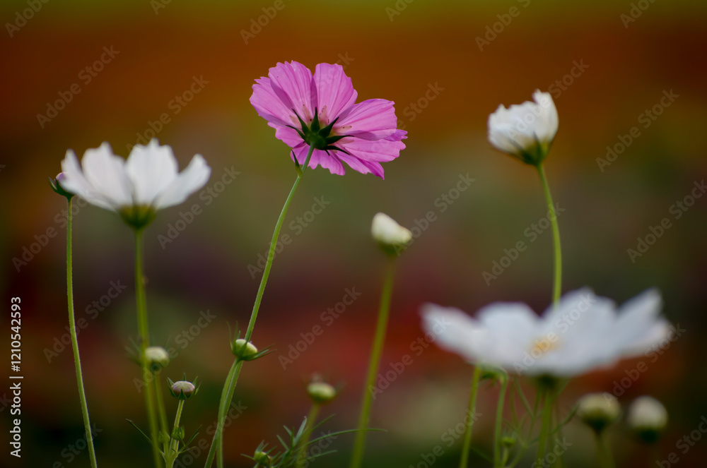 Vibrant cosmos flowers dancing in the sunlight, A burst of color and serenity. Their delicate petals and bright hues create a picturesque and tranquil haven of natural beauty Vibrant cosmos flowers dancing in the sunlight, A burst of color and serenity. Their delicate petals and bright hues create a picturesque and tranquil haven of natural beauty