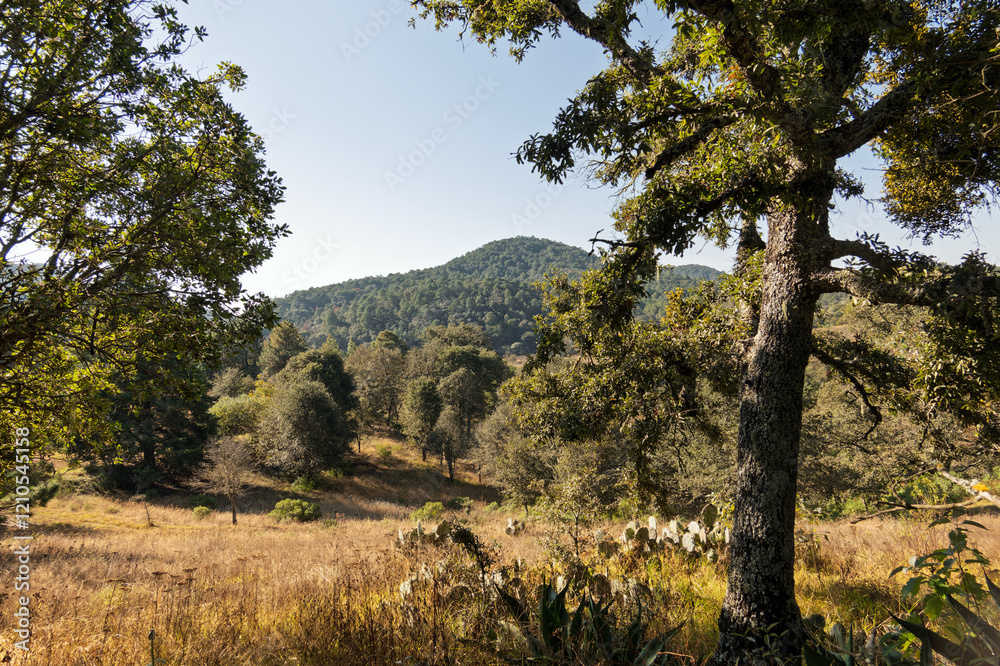 Scenic landscape of rolling hills and green trees during a sunny day in nature Scenic landscape of rolling hills and green trees during a sunny day in nature
