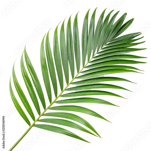 Tropical green palm leaf isolated on white background
PNG transparent. photo