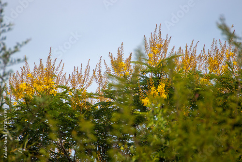 Peltophorum dubium photo