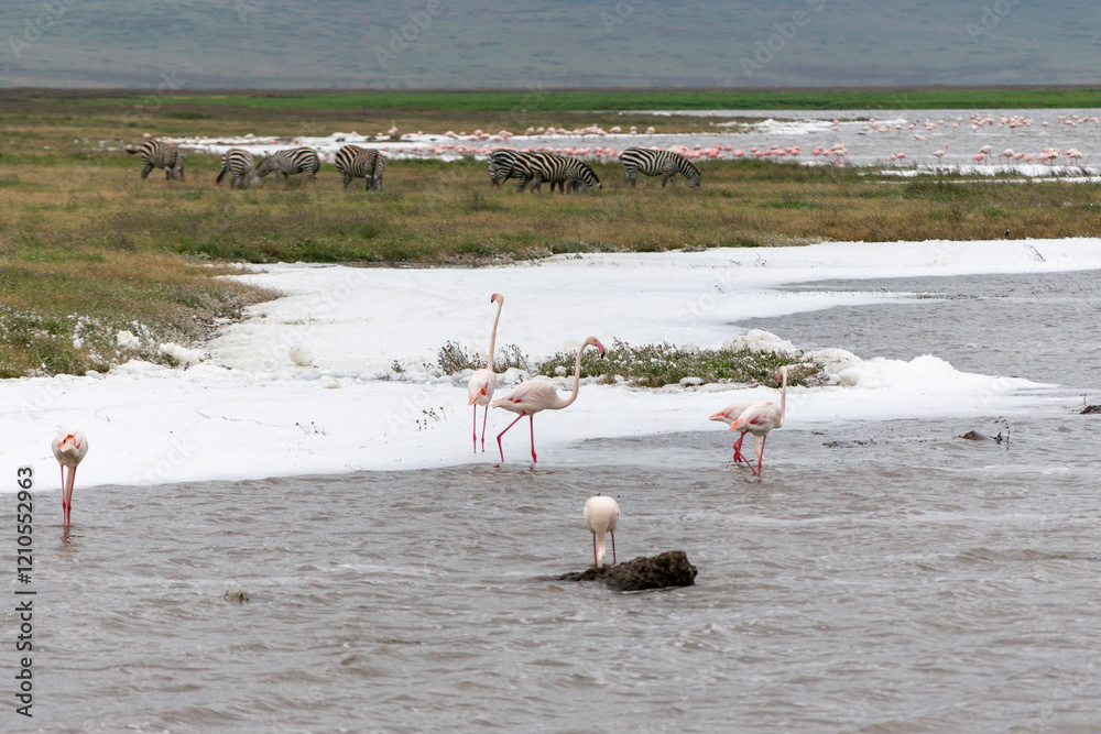 Naklejka premium Greater flamingos are a genus of neognathous birds in the family Phoenicopteridae.