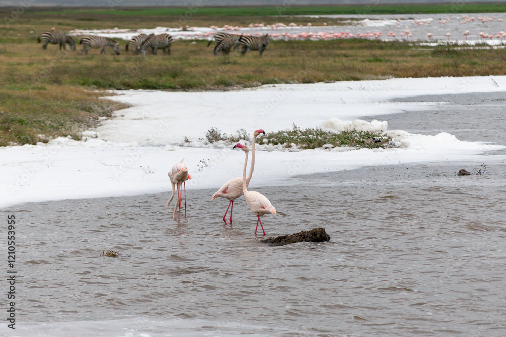 Naklejka premium Greater flamingos are a genus of neognathous birds in the family Phoenicopteridae.