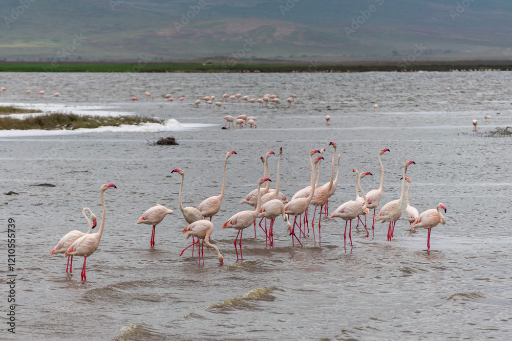 Naklejka premium Greater flamingos are a genus of neognathous birds in the family Phoenicopteridae.