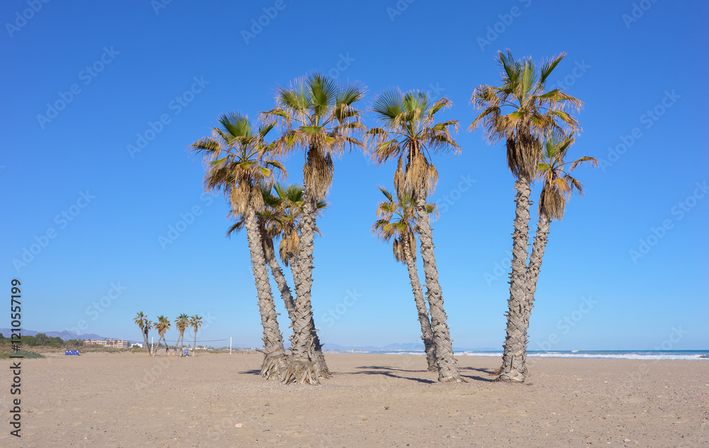 Gran playa mediterránea de arena dorada con palmeras y dunas, sobre fondo de un bello cielo azul y línea del mar Gran playa mediterránea de arena dorada con palmeras y dunas, sobre fondo de un bello cielo azul y línea del mar