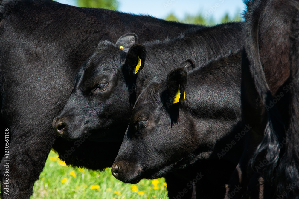 Two black angus heifers head side view. Two black angus heifers head side view.