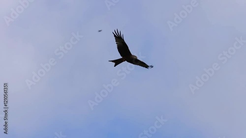 Red Kite (Milvus milvus) in flight in slow motion 