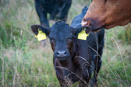 Black angus calf portrait with red angus cow next to it. Close up of a black calf