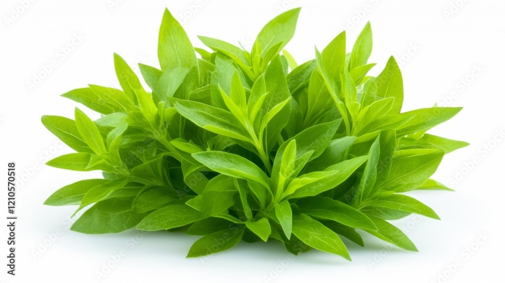 Fresh Tarragon Leaves Isolated on White. Generative AI Fresh Tarragon Leaves Isolated on White. Generative AI