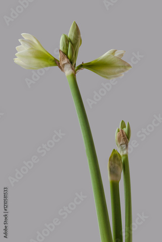 Hippeastrum (amaryllis) Smallflowering White on a gray  background photo