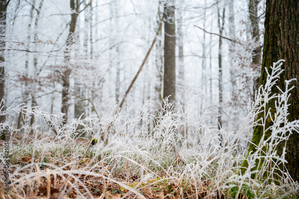 Obraz premium grass in the snow