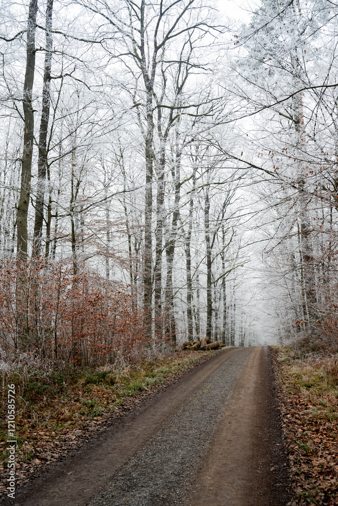 winter forest, fog and frost winter forest, fog and frost