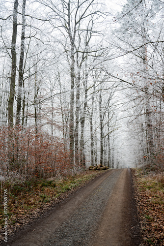 winter forest, fog and frost