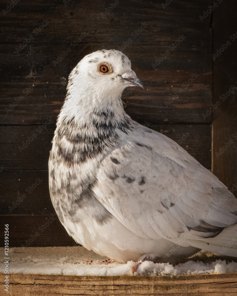 real photo, homing pigeon, pigeon, pet, portrait, bird, feathers, plain background real photo, homing pigeon, pigeon, pet, portrait, bird, feathers, plain background