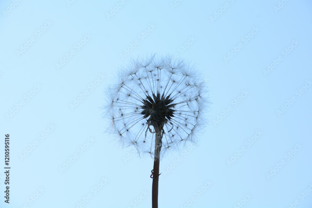 Fototapeta premium Closeup of the silhouette of a dandelion head full of seed against a blue sky, ready to scatter the delicate seeds.