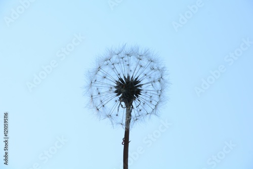 Closeup of the silhouette of a dandelion head full of seed against a blue sky, ready to scatter the delicate seeds.