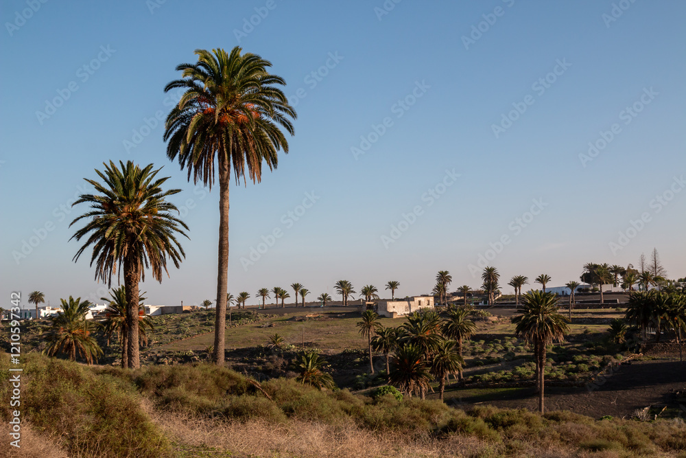 Countryside with palm trees, Haria, Lanzarote, Spain Countryside with palm trees, Haria, Lanzarote, Spain