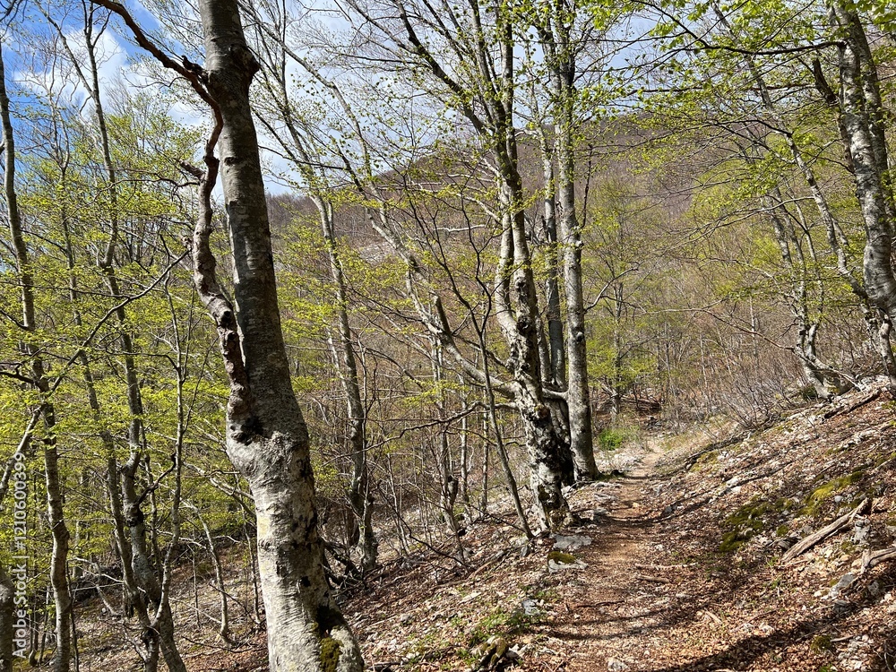 Fototapeta premium Premuzic hiking trail or Premuzic Trail - Velebit Nature Park, Croatia or Premuzic-Wanderweg or Premuzic's Trail (Pješački planinarski put Premužićeva staza - Park prirode Velebit, Hrvatska)