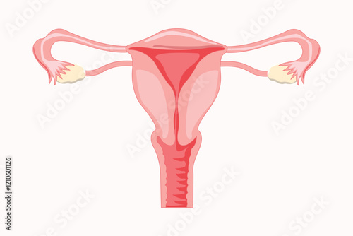 Uterus. Female reproductive system. Vector illustration isolated on white background. eps 10