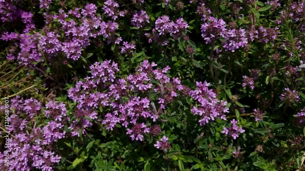 bee collects nectar on creeping thyme (Thymus serpyllum) bee collects nectar on creeping thyme (Thymus serpyllum)