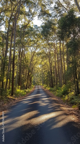 Serpentine road cuts through lush green forest landscape under natural light