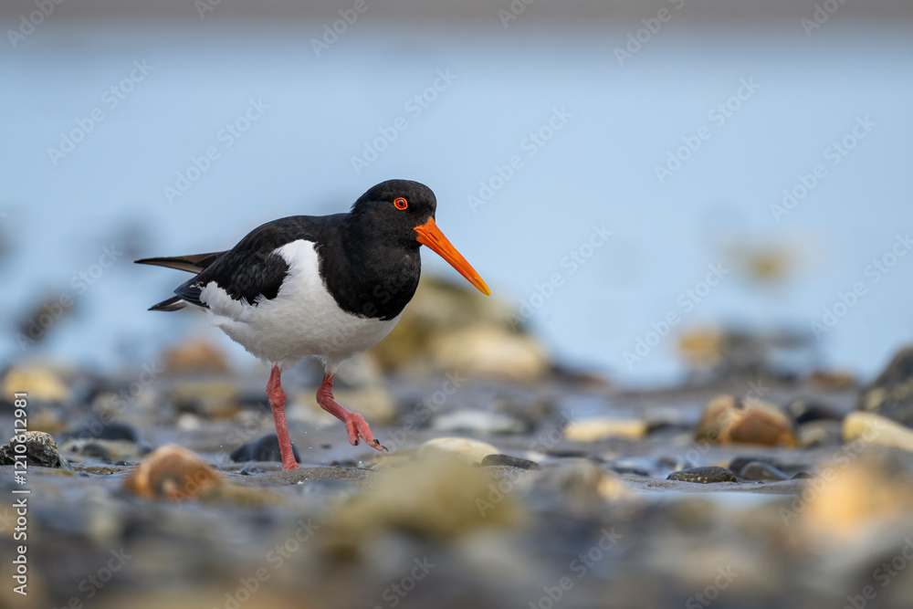 Austernfischer auf der Nahrungssuche am bunten Kiesstrand von Helgoland Austernfischer auf der Nahrungssuche am bunten Kiesstrand von Helgoland