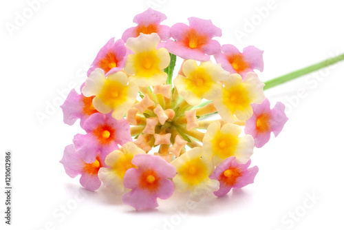 Close-up of fresh Lantana flower(Lantana camara), isolated on a white background photo