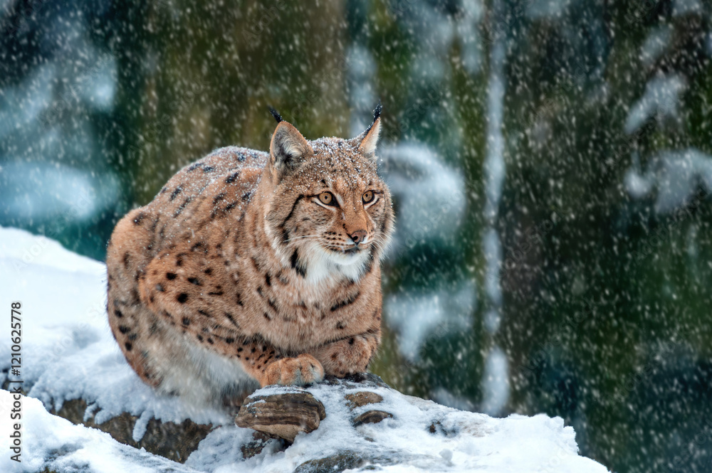 Fototapeta premium European lynx crouching on a snowy rock during a winter snowfall in a forested landscape