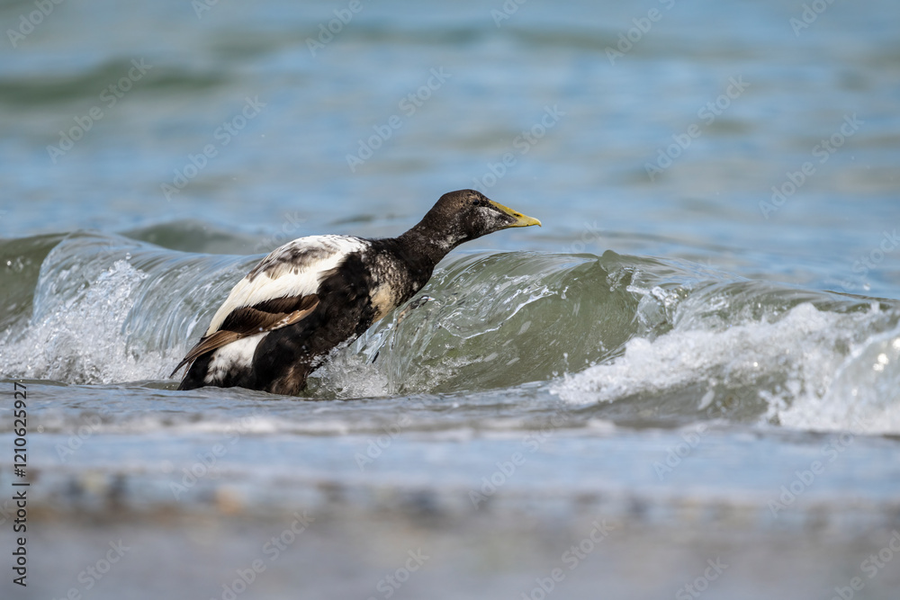 Fototapeta premium Eiderente stürzt sich in die ankommende Welle