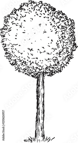 Hand draw sketch thuja topiary conifer in monochrome color. Vector illustration garden plant isolated on white background.