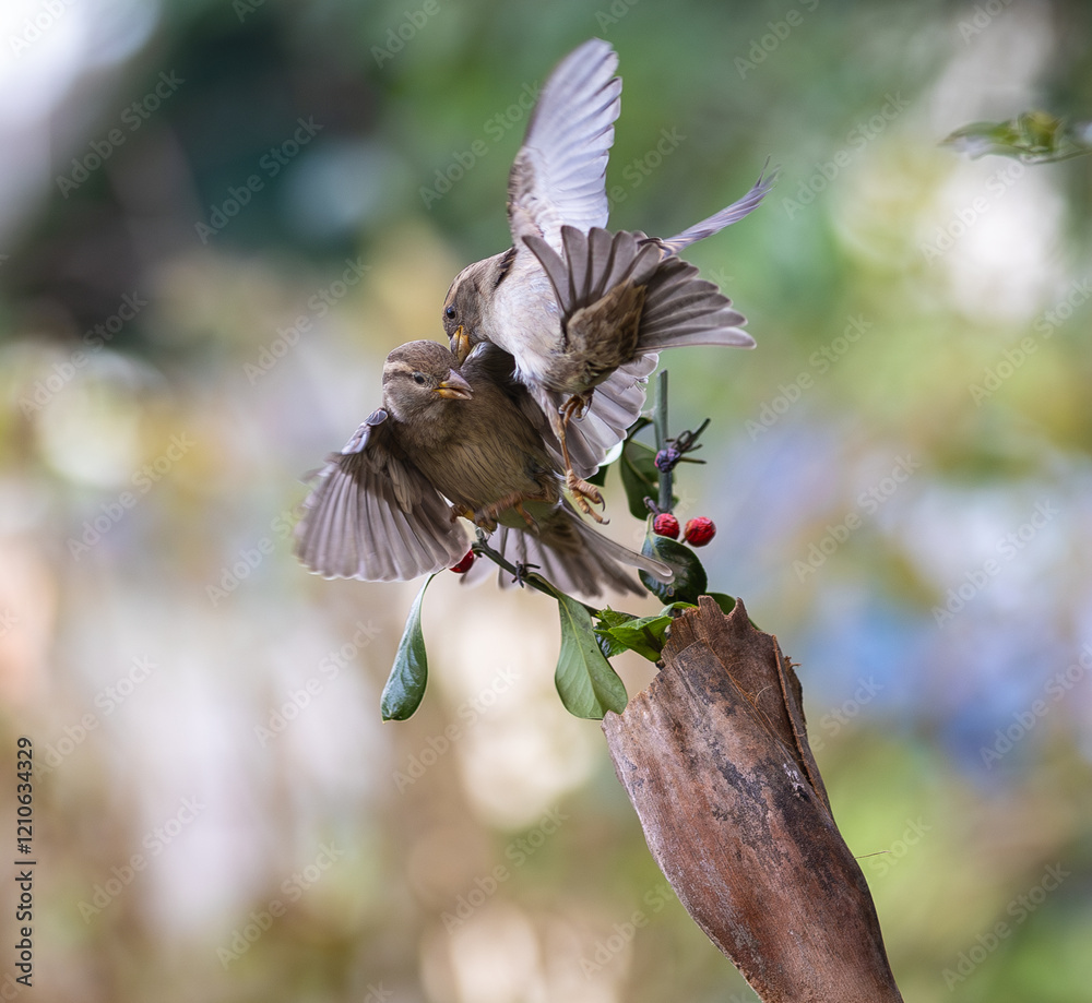 In winter, disputes over food offer excellent postures for birds, such as sparrows.