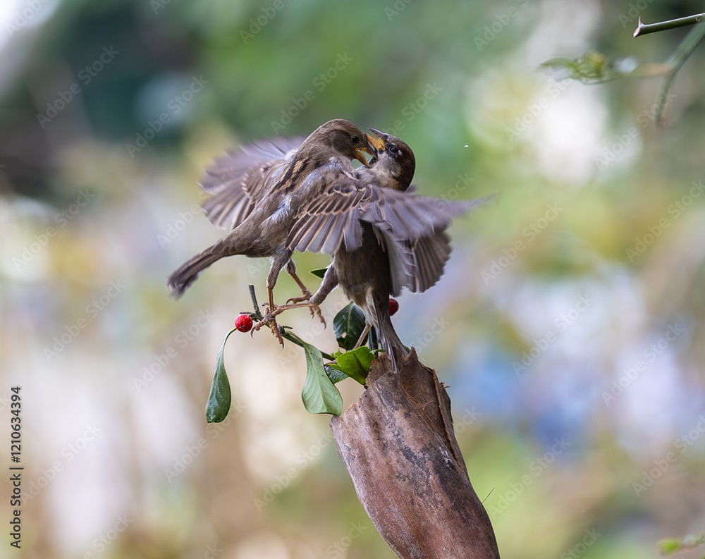 In winter, disputes over food offer excellent postures for birds, such as sparrows.