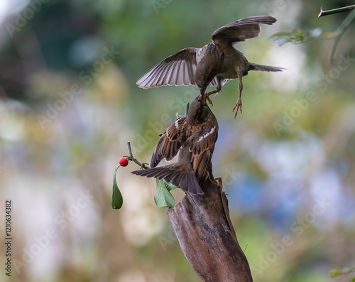 Obraz na płótnie In winter, disputes over food offer excellent postures for birds, such as sparrows. w salonie