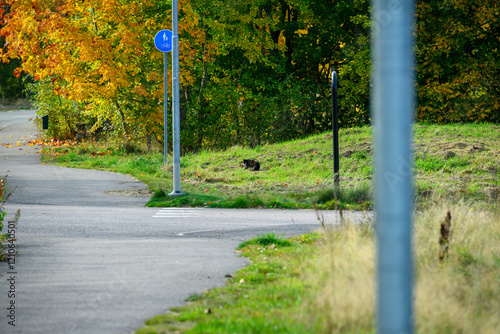 Wallpaper Mural A cat is lounging on a grassy area beside a winding path in a park during autumn. Colorful leaves on trees surround the tranquil setting, indicating the seasonal change Torontodigital.ca