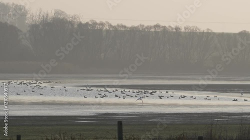 dortoir d'oie cendrée (anser anser) au petit matin